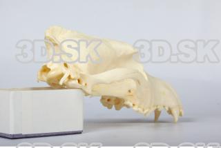 Skull Dog 0028